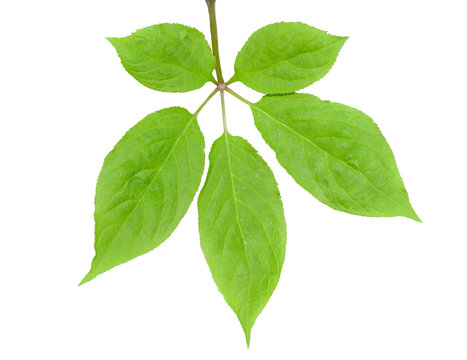 Leaf Of Ginseng 4