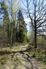 Path in the spring forest and beautiful tree shadow