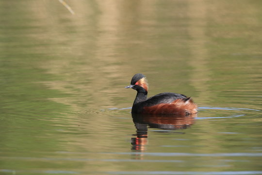 Black-Necked Grebe (Podiceps nigricollis) Baden W&uuml;rttemberg Germany