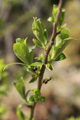 fresh branch with ants