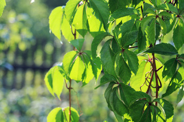 A branch of grape in a sunny summer day 