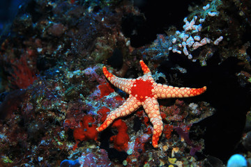 Noduled sea star
