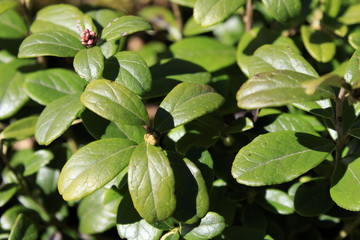 lingonberry