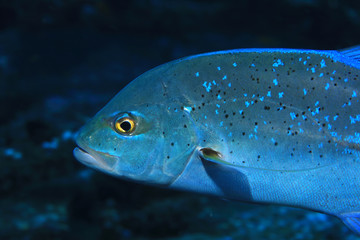 Naklejka premium Bluefin trevally fish