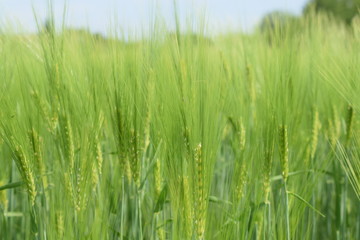  Agricultural plantation