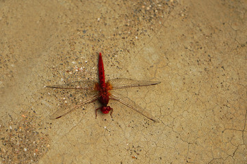 Rote Libelle aus der Wüste Namibias