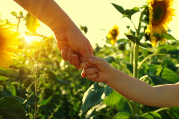 Hands on the field of sunflowers