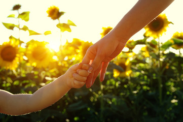 Hands on the field of sunflowers © Alekss