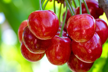 Fruit in garden. Delicious and juicy red cherries in spring.