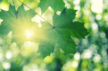 Green leaves and sun