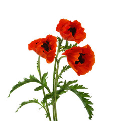 Obraz premium red poppy isolated on white