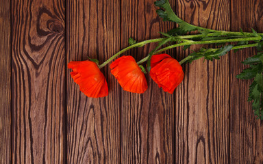 Red poppy on wood