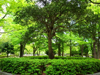 Obraz premium 新緑の公園風景