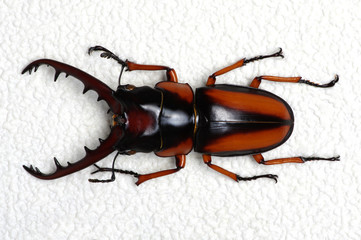 Stag beetle isolated on white