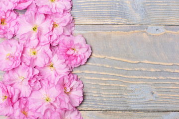 cherry blossom sakura, pink flowers on wooden grey background