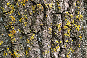 Closeup of a tree bark for background/texture
