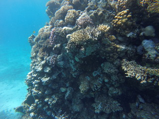 Red sea, egypt, israel, recreation, karall reef, underwater fairy tale, diving, water wealth, fish, nature,