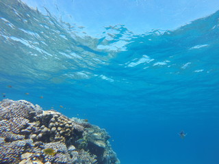 Red sea, egypt, israel, recreation, karall reef, underwater fairy tale, diving, water wealth, fish, nature,