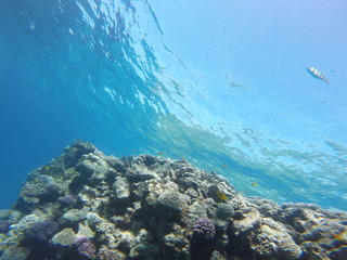 Red sea, egypt, israel, recreation, karall reef, underwater fairy tale, diving, water wealth, fish, nature,