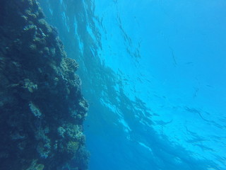 Red sea, egypt, israel, recreation, karall reef, underwater fairy tale, diving, water wealth, fish, nature,