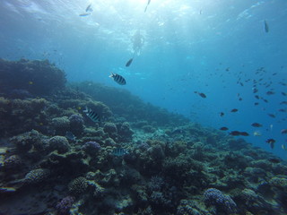 Fototapeta na wymiar Red sea, egypt, israel, recreation, karall reef, underwater fairy tale, diving, water wealth, fish, nature,