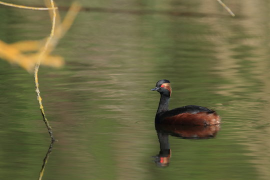 Black-Necked Grebe (Podiceps nigricollis) Baden W&uuml;rttemberg Germany