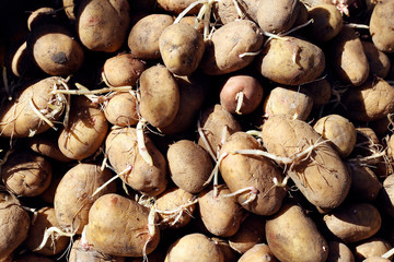 Beautiful potatoes. Background and texture.