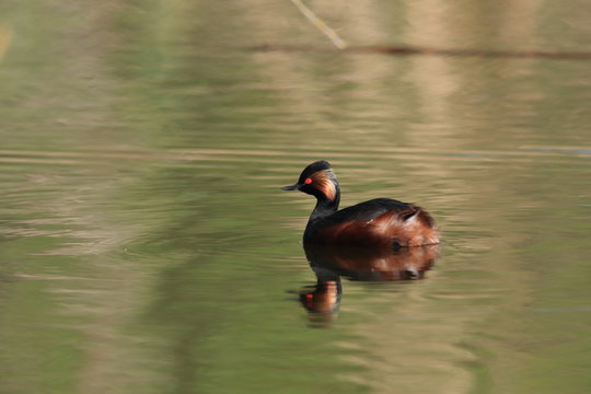 Black-Necked Grebe (Podiceps nigricollis) Baden W&uuml;rttemberg Germany