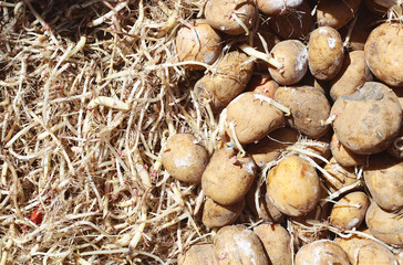 Beautiful potatoes. Background and texture.