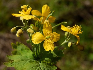 celandine withyellow flowers
