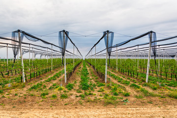 Crops protected from hail with protective net 