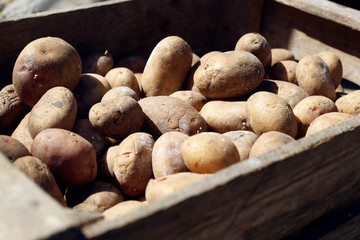 Potatoes in a wooden box. 
