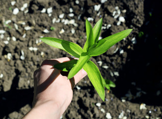 Green garden flower in male hands