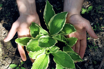 Green garden flower in male hands