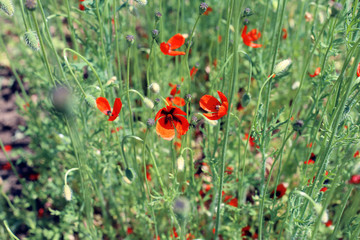 Wild nature. Red field poppies. Background