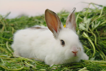 White rabbit on the grass