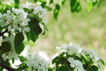 Blooming apple tree in spring time