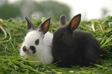 Black and white baby rabbits on green grass