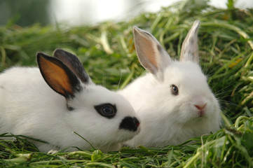 white baby rabbits on green grass