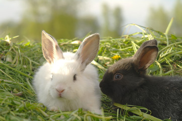 Black and white baby rabbits on green grass