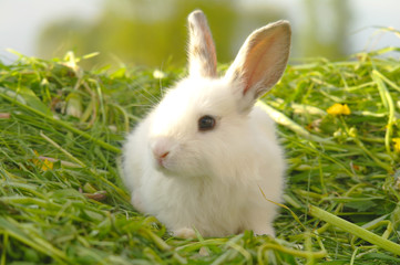 White rabbit on the grass