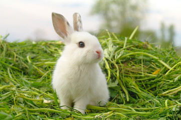 White rabbit on the grass