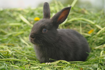 Black rabbit on green grass