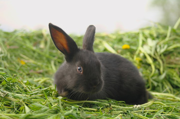 Black rabbit on green grass