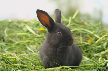 Black rabbit on green grass