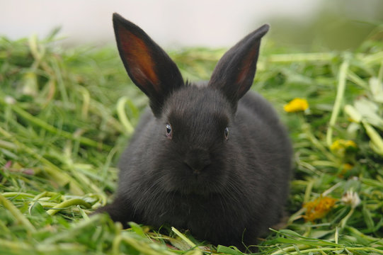 Black rabbit on green grass