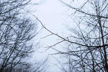 Tree Branch without leaves, autumn,winter. With sky background