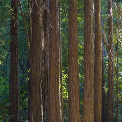 detail of sequoia trees in Pfeiffer Big Sur State Park