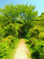 新緑の水元公園風景