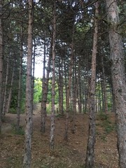 Naklejka premium Forest